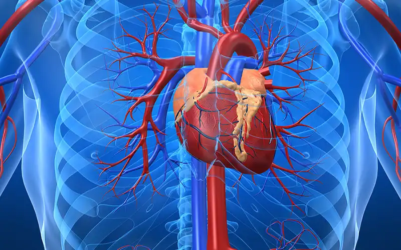 Van tim hậu thấp tim - Di chứng của nhiễm liên cầu khuẩn tan huyết nhóm A