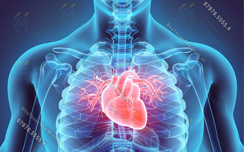 Cung lượng tim là gì? Các yếu tố ảnh hưởng đến cung lượng tim
