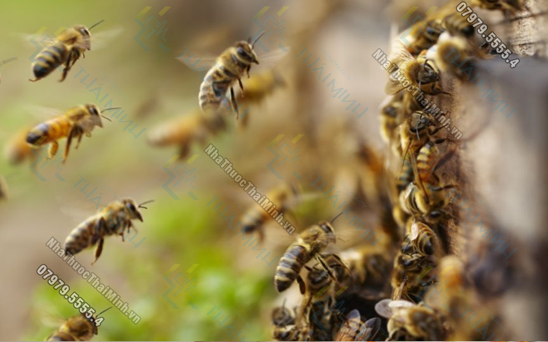 Những mẹo dân gian chữa ong đốt ngay tại nhà hiệu quả